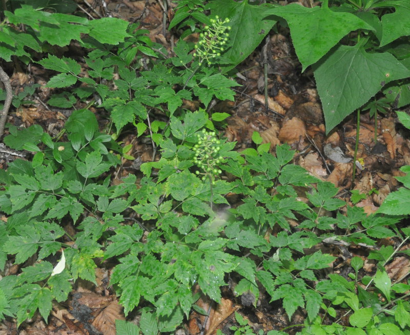 Image of Actaea erythrocarpa specimen.