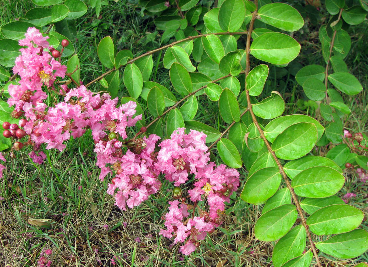 Image of Lagerstroemia indica specimen.