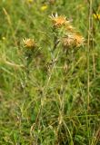 Carlina biebersteinii