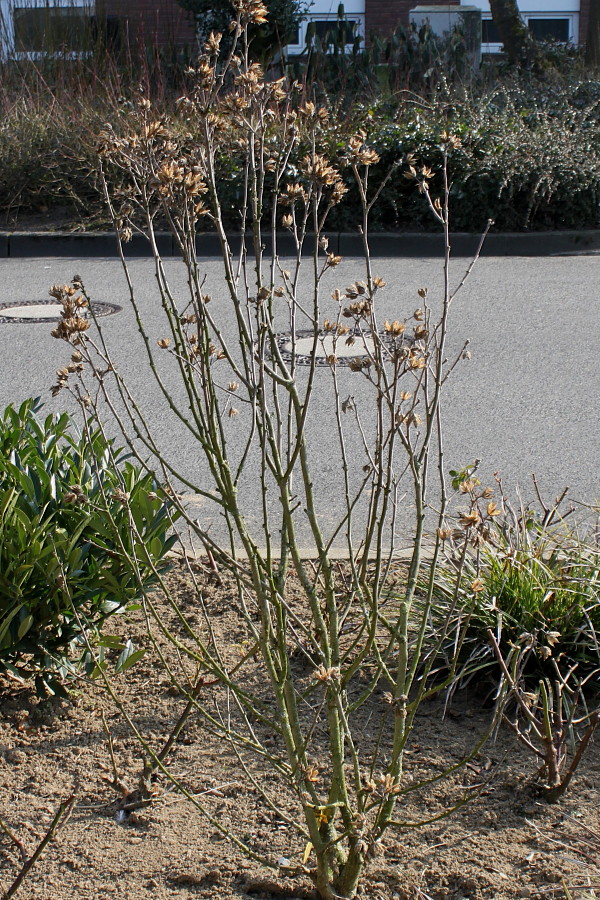 Image of Hibiscus syriacus specimen.