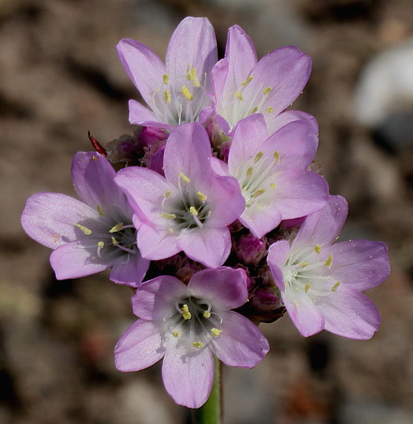 Image of Armeria welwitschii specimen.