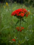 Lychnis chalcedonica