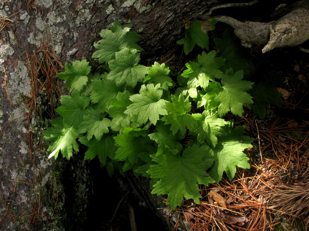 Image of Cortusa altaica specimen.