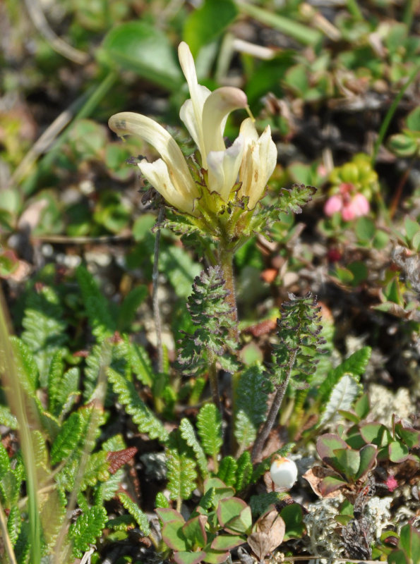 Image of Pedicularis capitata specimen.