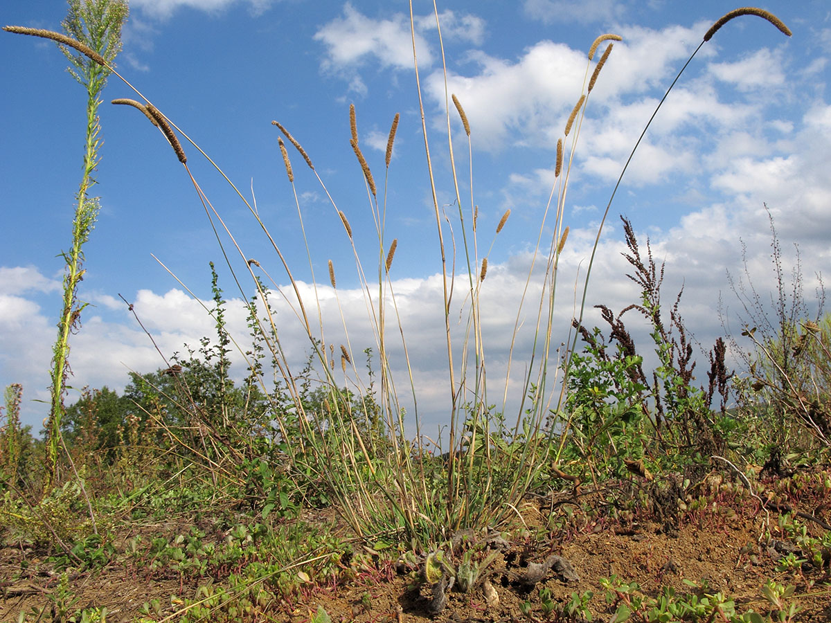 Image of Phleum pratense specimen.