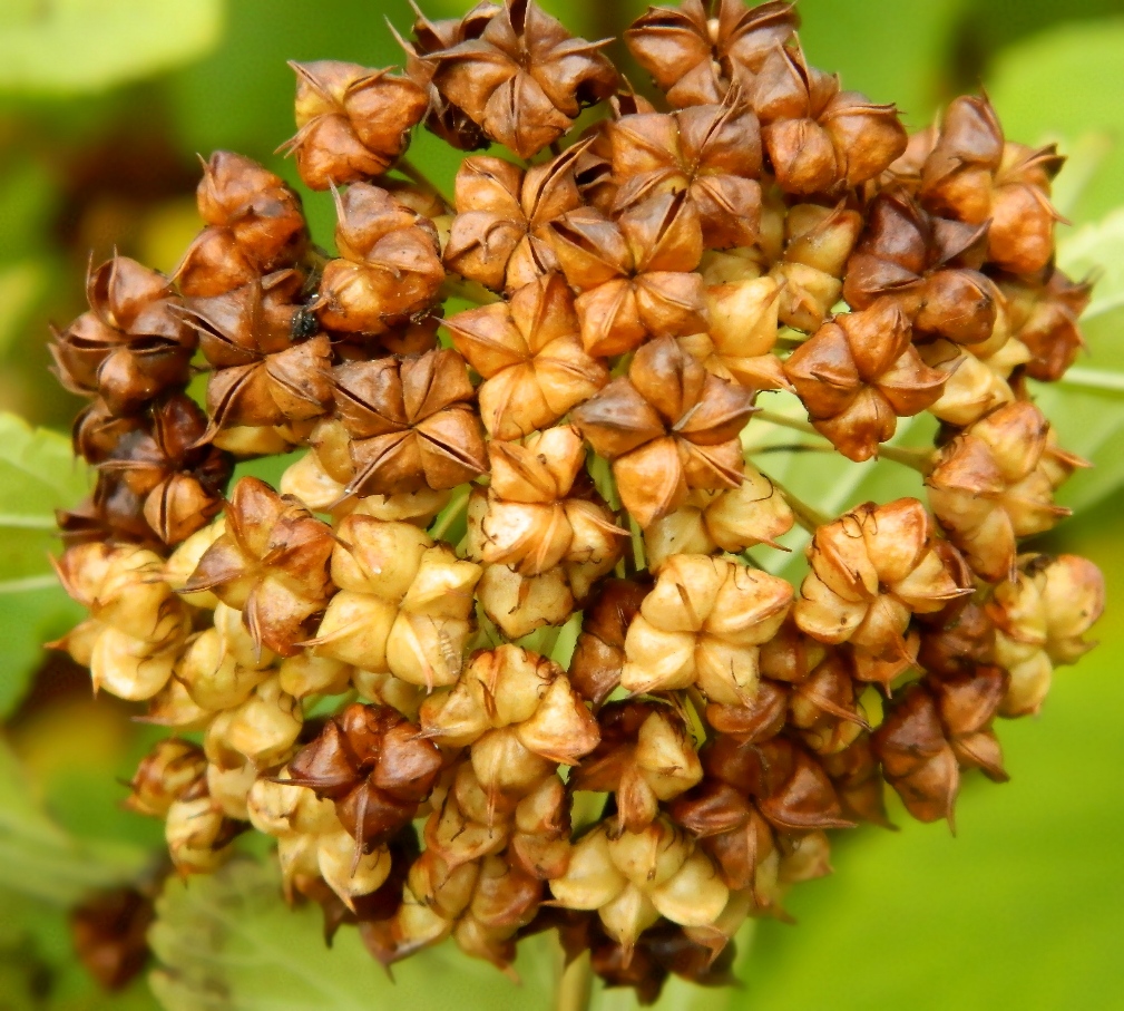 Image of Physocarpus opulifolius specimen.