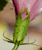 Hibiscus rosa-sinensis. Чашечка цветка с питающимися тлями. Израиль, Шарон, г. Герцлия, в культуре. 11.10.2013.