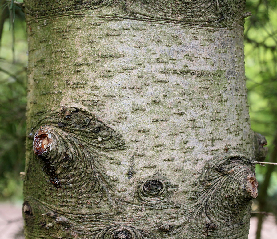 Image of Abies lasiocarpa specimen.