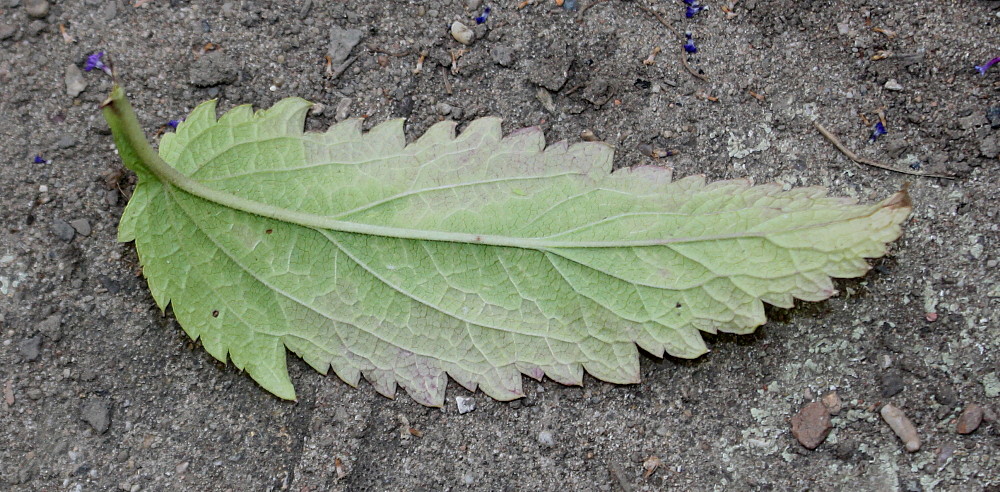 Изображение особи Verbena hastata.