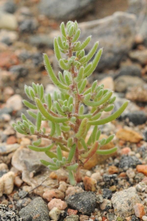 Изображение особи Grubovia dasyphylla.
