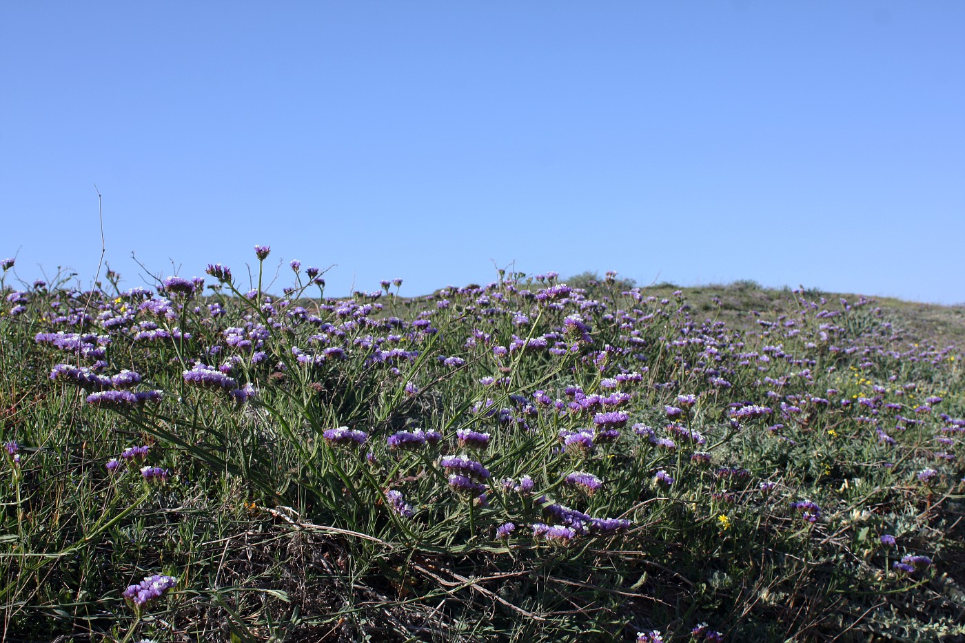 Изображение особи Limonium sinuatum.