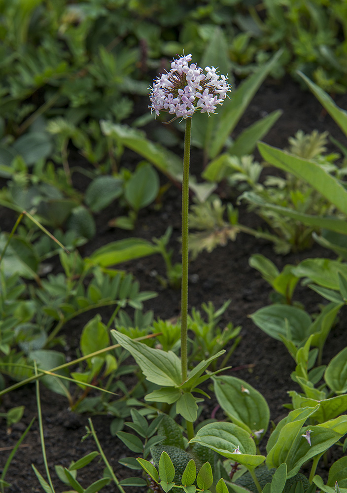 Изображение особи Valeriana capitata.