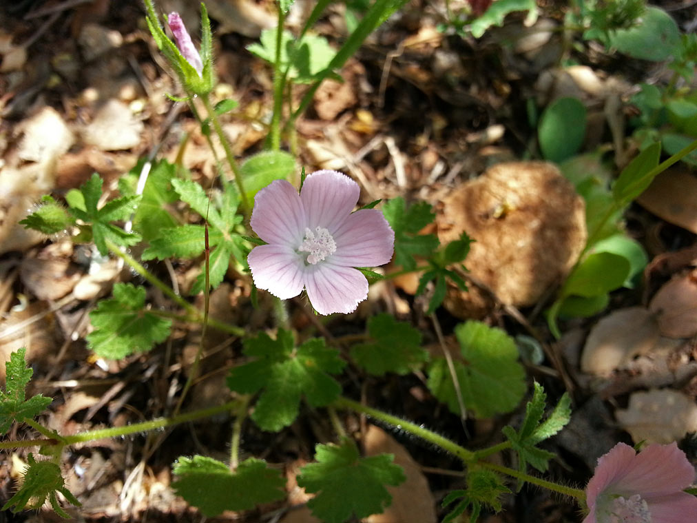 Image of Malva setigera specimen.