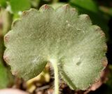 Saxifraga rotundifolia. Лист (нижняя сторона). Германия, г. Дюссельдорф, Ботанический сад университета. 04.05.2014.