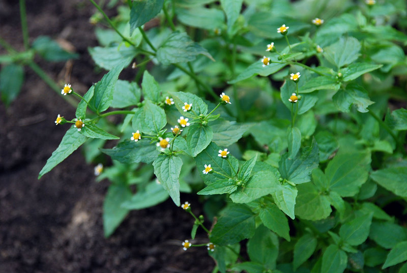 Изображение особи Galinsoga parviflora.