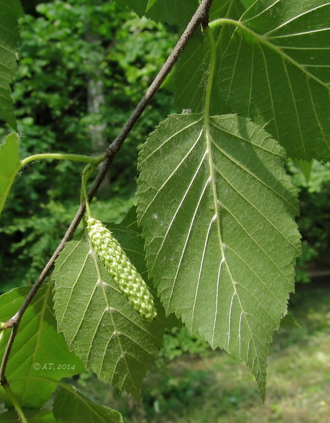 Image of genus Betula specimen.