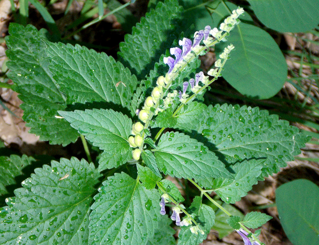 Image of Scutellaria altissima specimen.