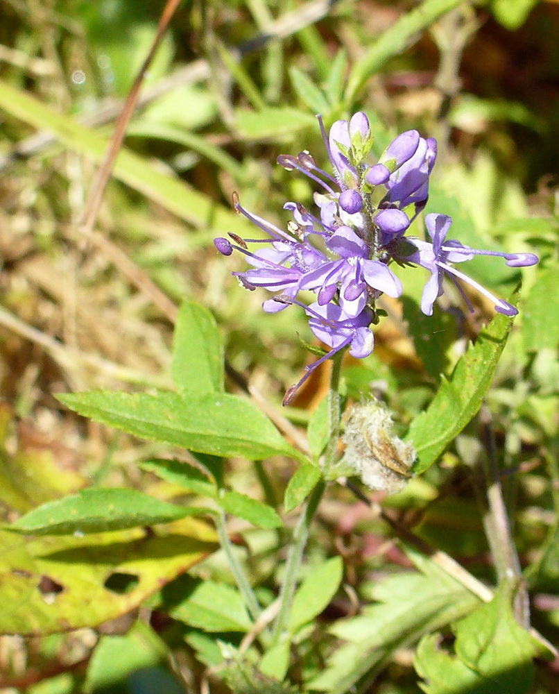 Image of genus Veronica specimen.