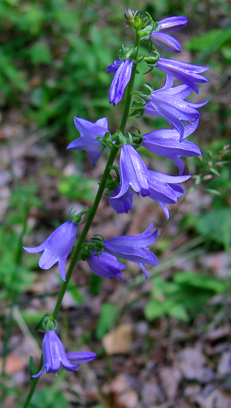 Изображение особи Campanula rapunculoides.