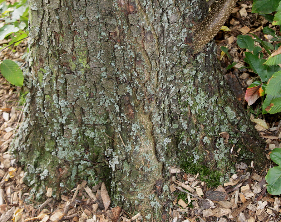 Image of Ostrya carpinifolia specimen.