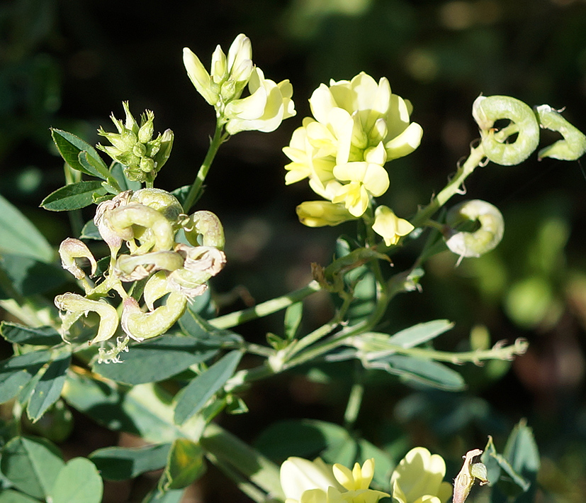 Image of Medicago &times; varia specimen.