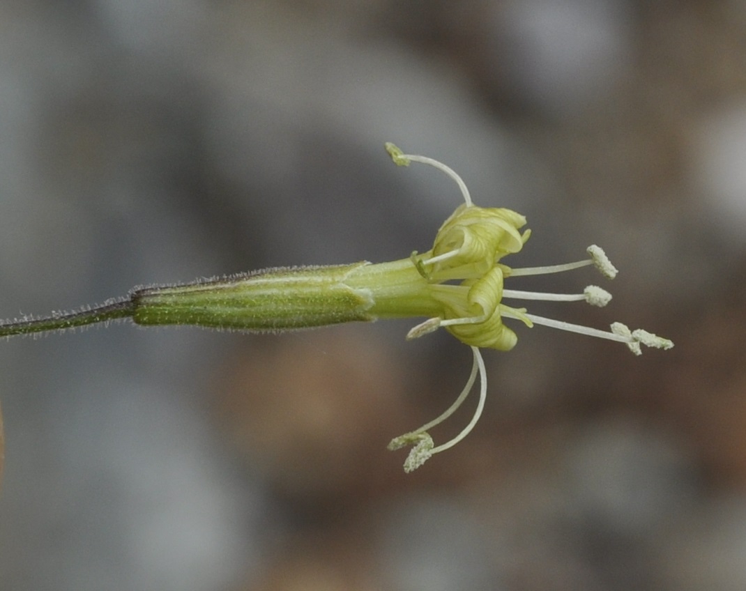 Изображение особи Silene gigantea ssp. rhodopea.