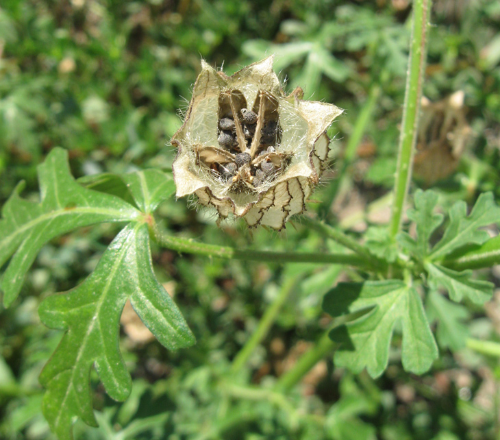 Изображение особи Hibiscus trionum.