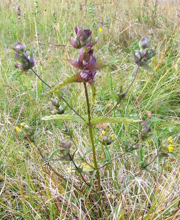 Image of Rhinanthus groenlandicus specimen.