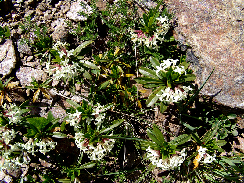 Image of Daphne glomerata specimen.