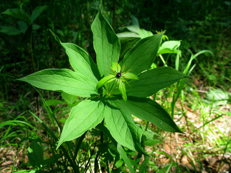 Image of Paris obovata specimen.