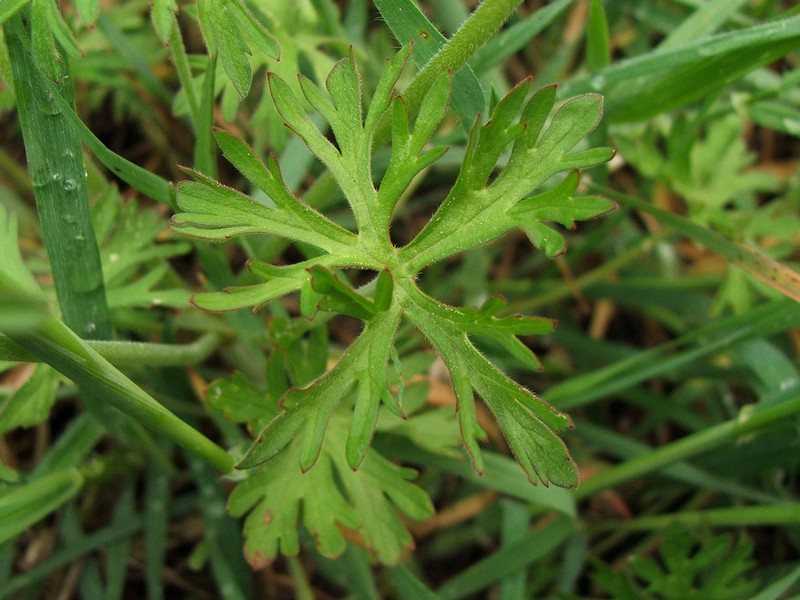 Image of Geranium dissectum specimen.