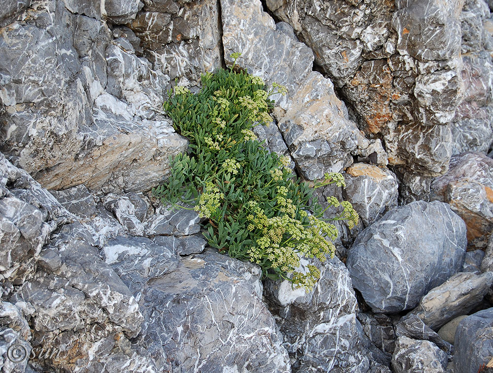 Image of Crithmum maritimum specimen.