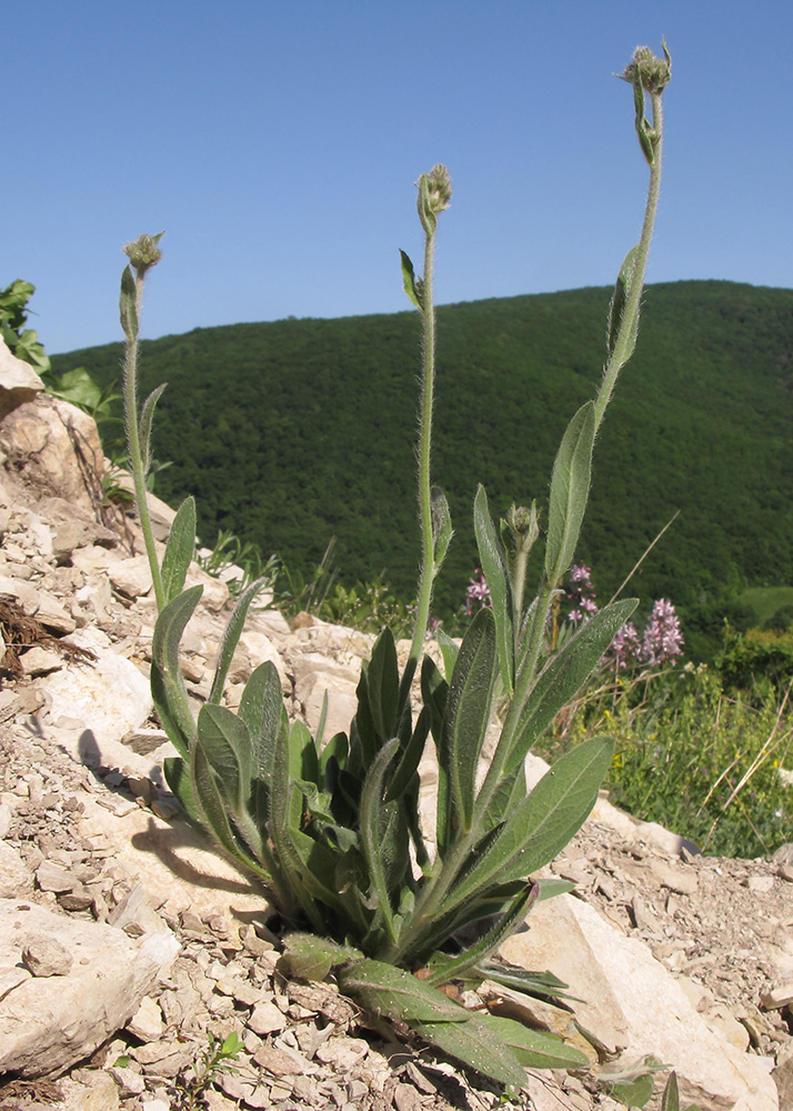 Изображение особи Pilosella &times; auriculoides.