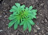 Cannabis variety spontanea