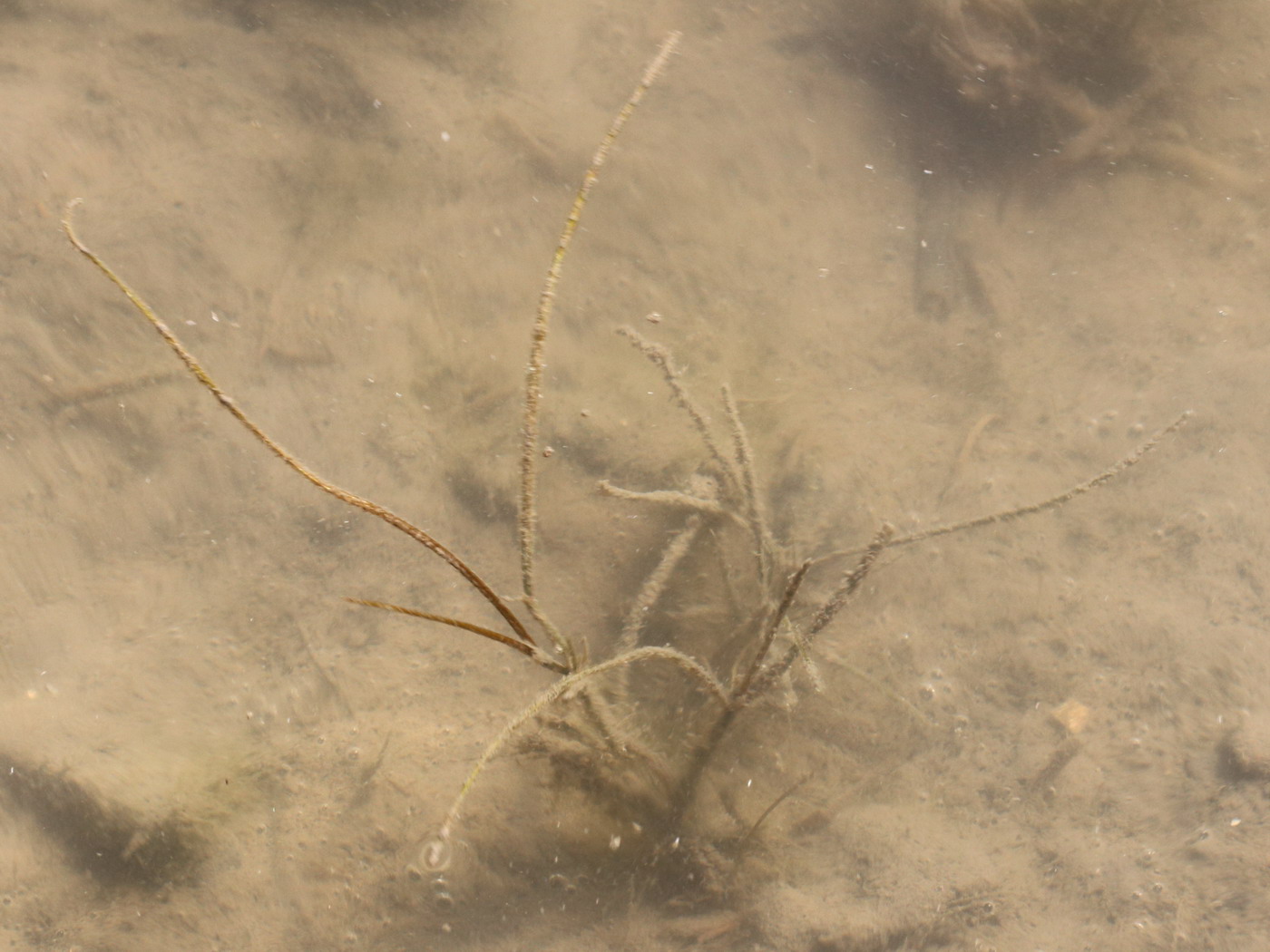 Изображение особи Potamogeton pectinatus.