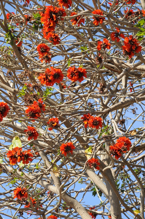 Image of Erythrina caffra specimen.