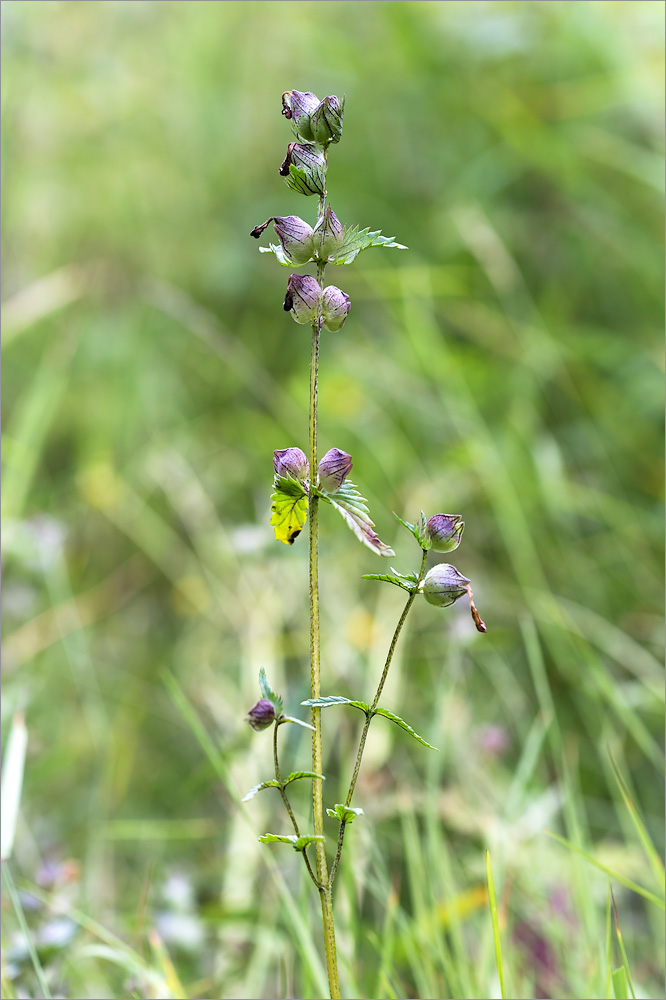 Image of Rhinanthus minor specimen.