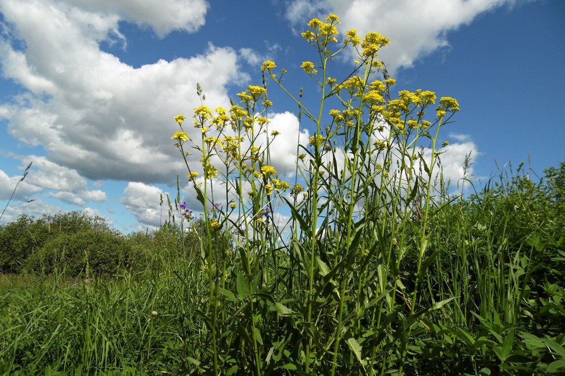 Image of Bunias orientalis specimen.