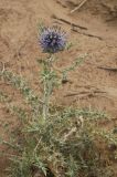 Echinops albicaulis