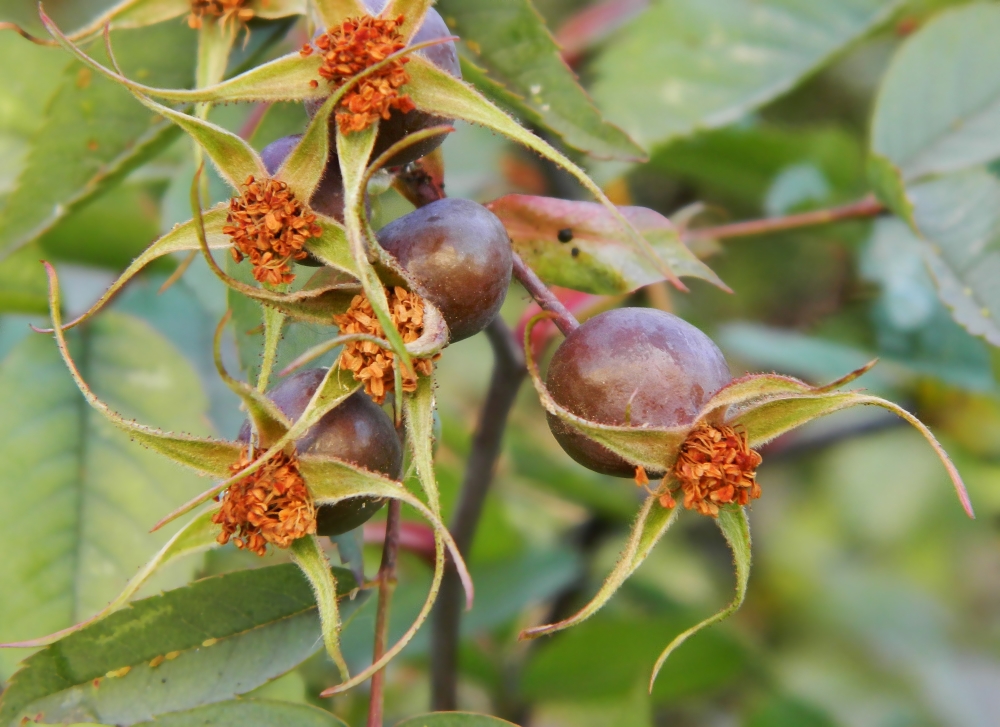 Image of Rosa glauca specimen.