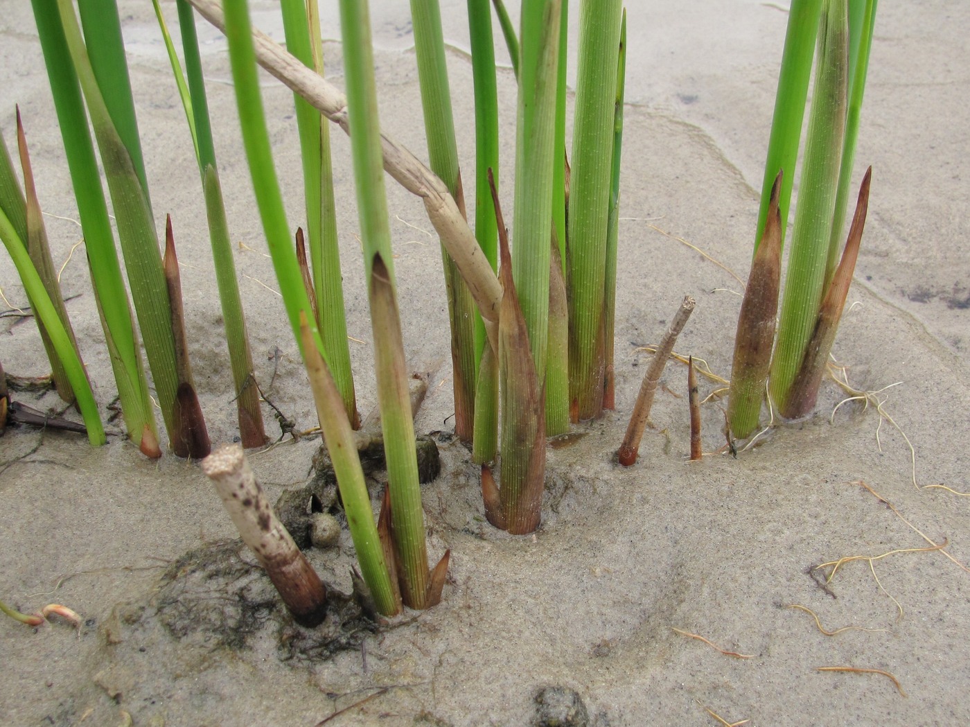 Image of Schoenoplectus tabernaemontani specimen.