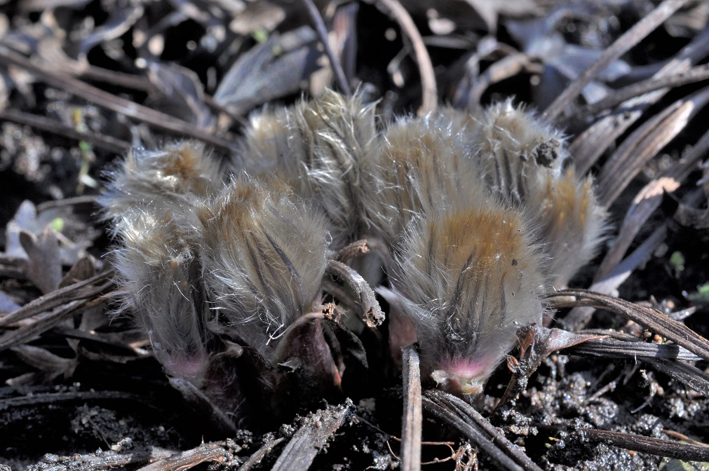 Изображение особи Pulsatilla patens.