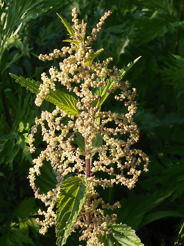 Image of Urtica dioica specimen.