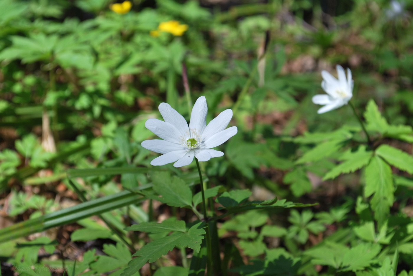 Изображение особи Anemone altaica.