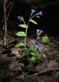 Pulmonaria obscura. Цветущее растение. Пермский край, Добрянский р-н, осиновый колок. 01.05.2016.