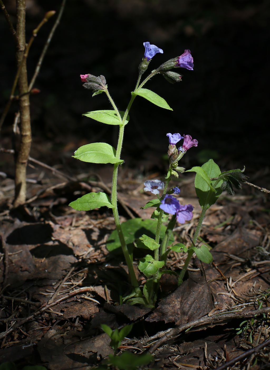 Image of Pulmonaria obscura specimen.