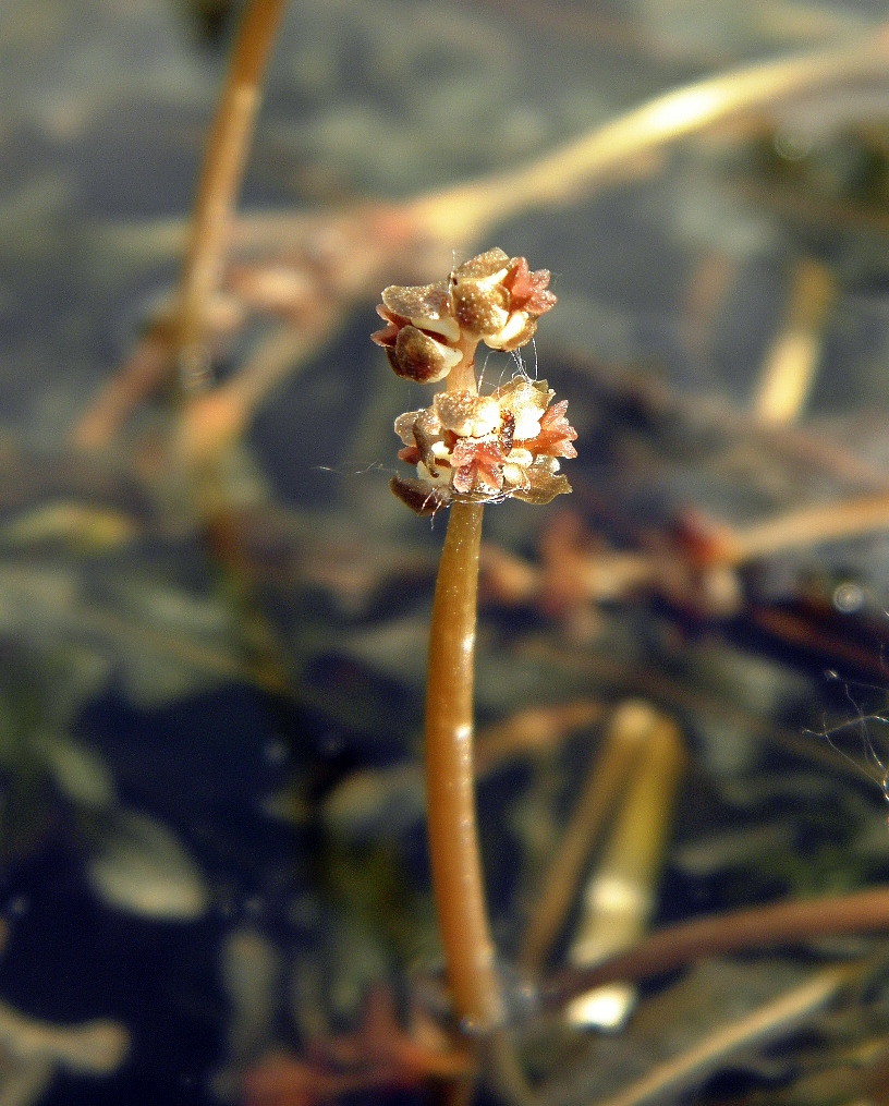 Image of Potamogeton crispus specimen.