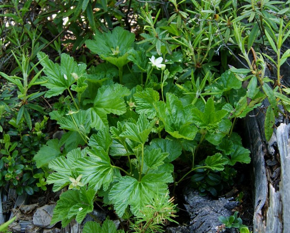 Изображение особи Rubus chamaemorus.