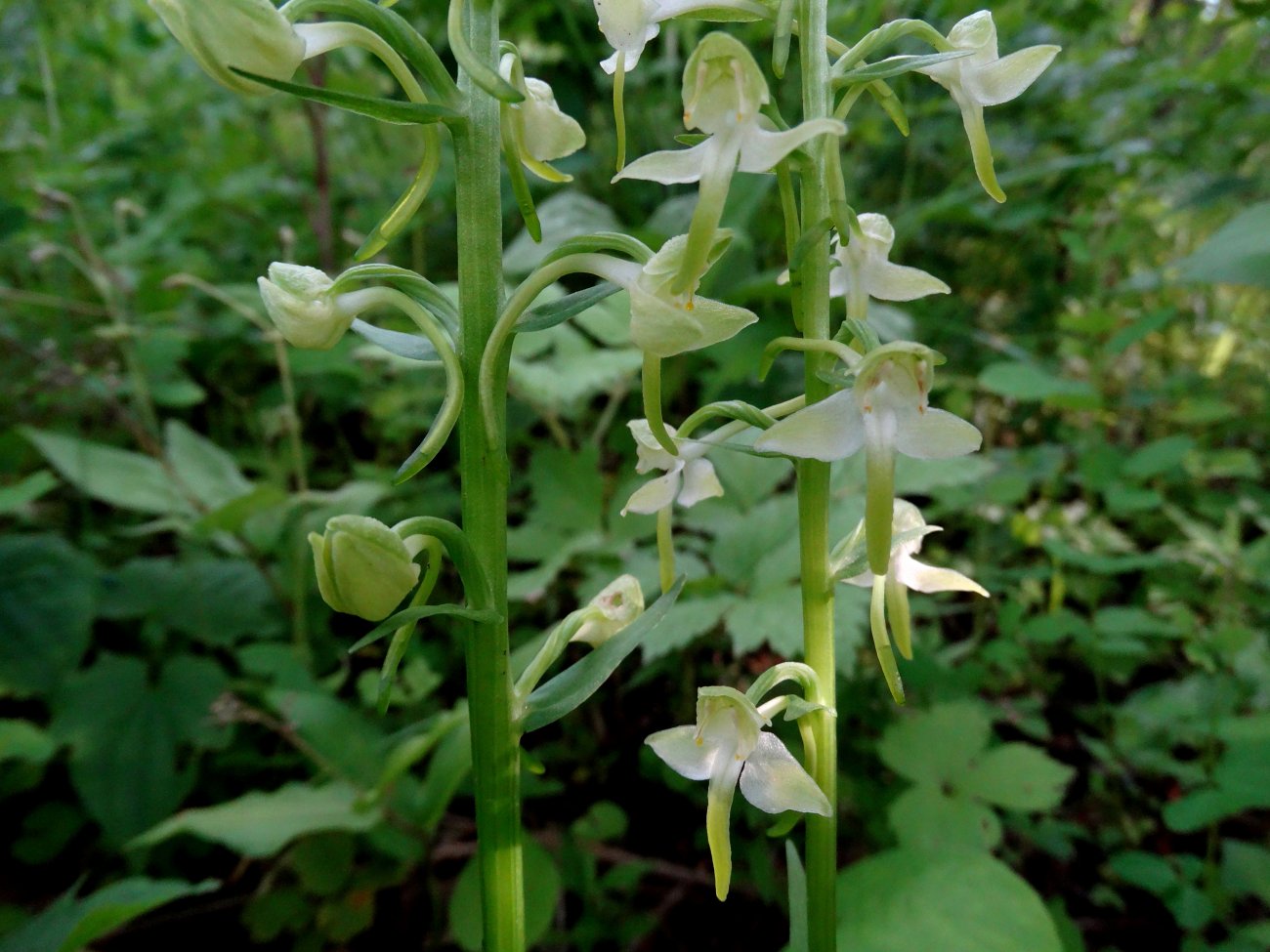 Изображение особи Platanthera densa.