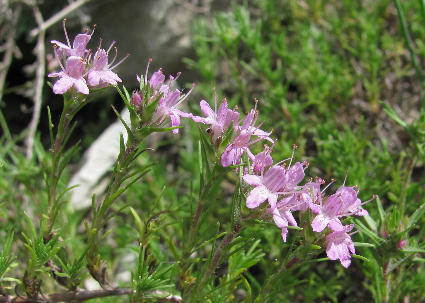 Image of Thymus helendzhicus specimen.